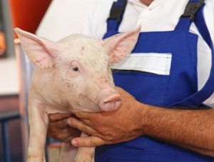 Animal science in Nebraska