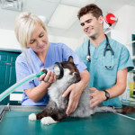 Become a Veterinary Tech at the community colleges of Nebraska